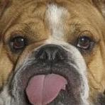 Baddawggy